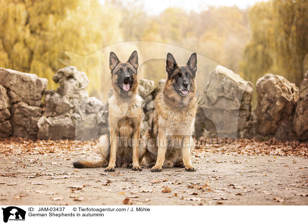 German Shepherds in autummn / JAM-03437
