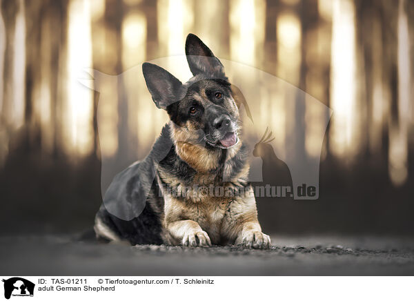 adult German Shepherd / TAS-01211