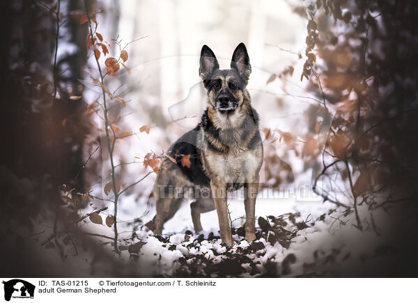 adult German Shepherd / TAS-01215