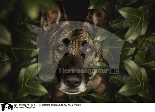 German Shepherd / MARS-01101
