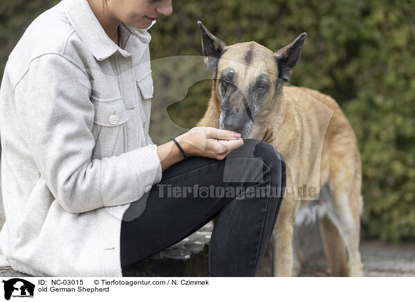alter Deutscher Schferhund / old German Shepherd / NC-03015