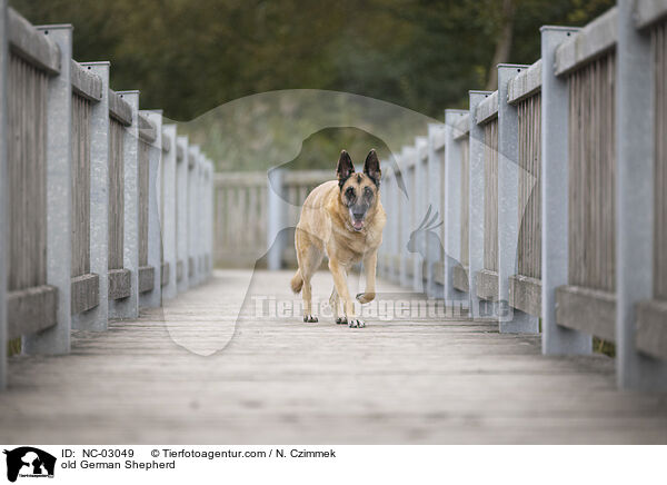 alter Deutscher Schferhund / old German Shepherd / NC-03049