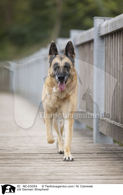 old German Shepherd / NC-03054