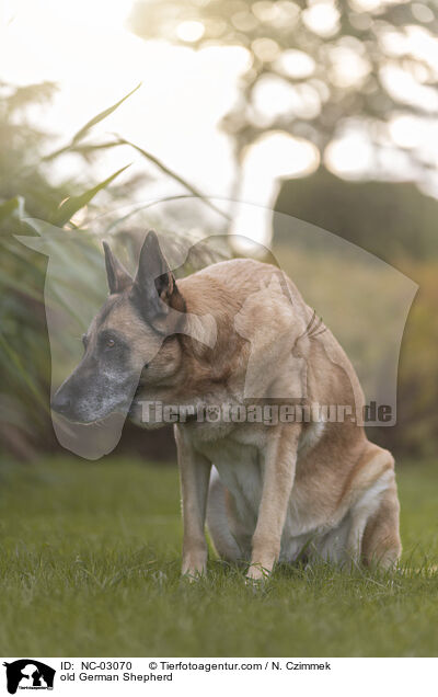 old German Shepherd / NC-03070