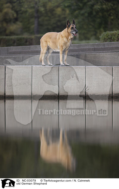 alter Deutscher Schferhund / old German Shepherd / NC-03079