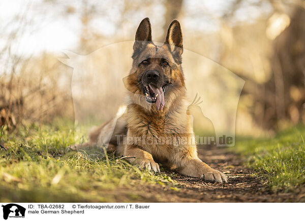 male German Shepherd / TBA-02682