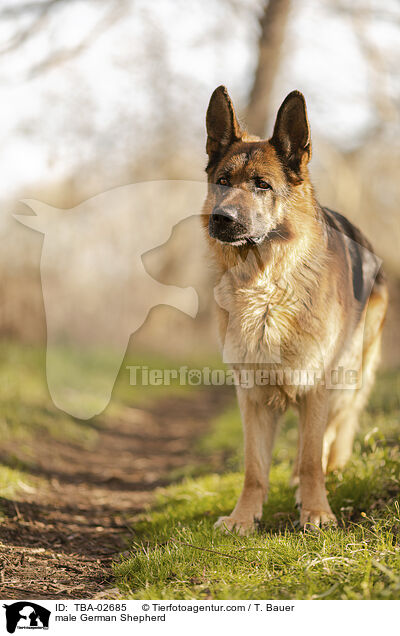 male German Shepherd / TBA-02685