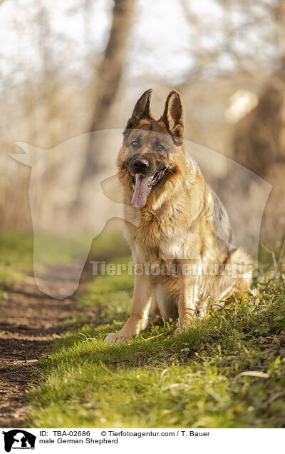 male German Shepherd / TBA-02686