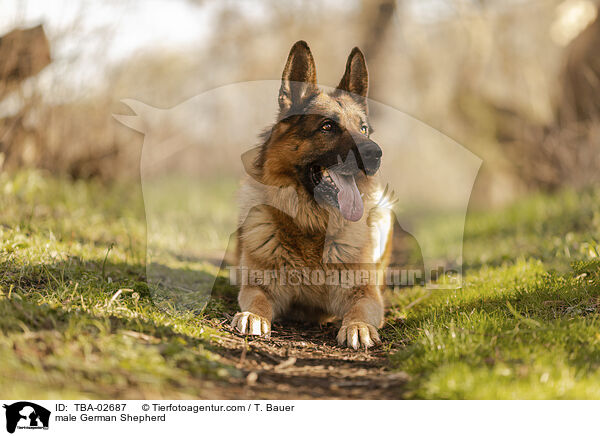 male German Shepherd / TBA-02687