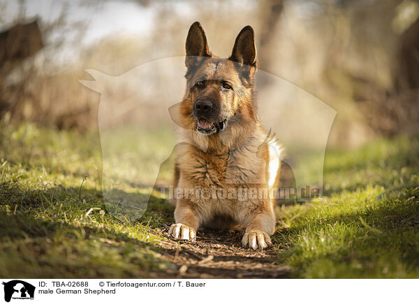 male German Shepherd / TBA-02688