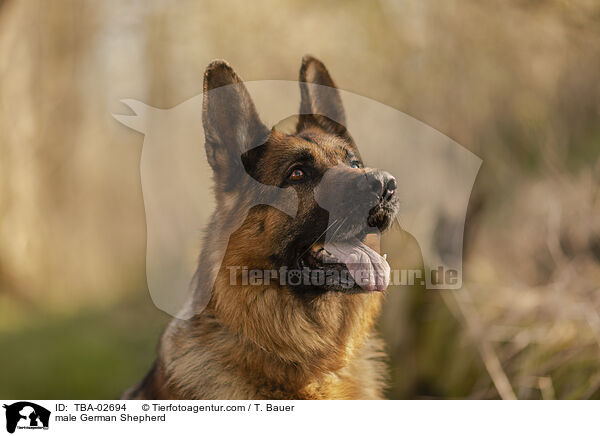 male German Shepherd / TBA-02694