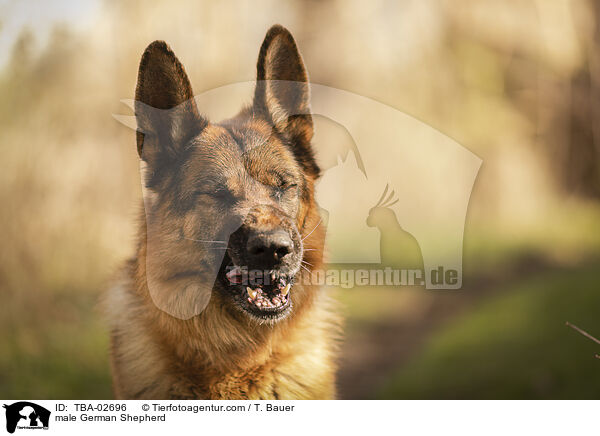 male German Shepherd / TBA-02696