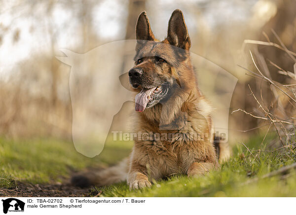 male German Shepherd / TBA-02702