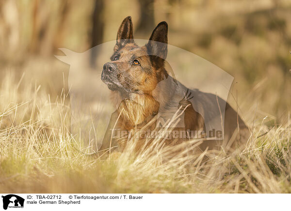 male German Shepherd / TBA-02712