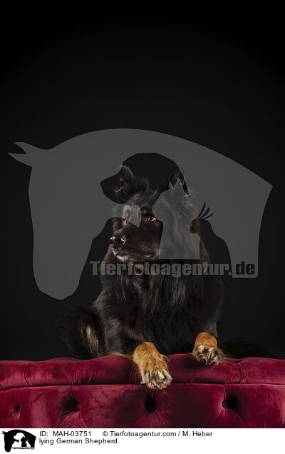 lying German Shepherd / MAH-03751