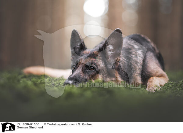 Deutscher Schferhund / German Shepherd / SGR-01556
