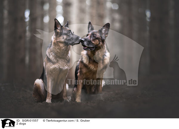 2 Hunde / 2 dogs / SGR-01557