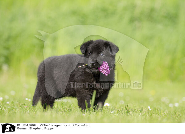 German Shepherd Puppy / IF-15669