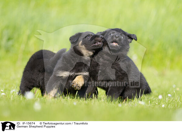 German Shepherd Puppies / IF-15674
