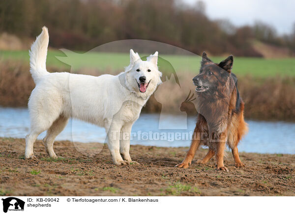 shepherds / KB-09042