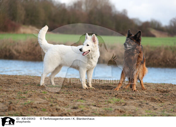 shepherds / KB-09043
