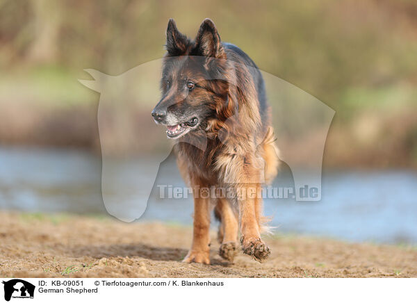 German Shepherd / KB-09051