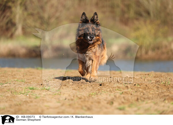 German Shepherd / KB-09073