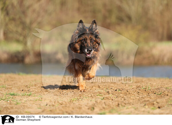 German Shepherd / KB-09074