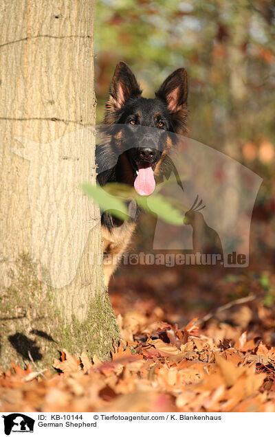 German Shepherd / KB-10144