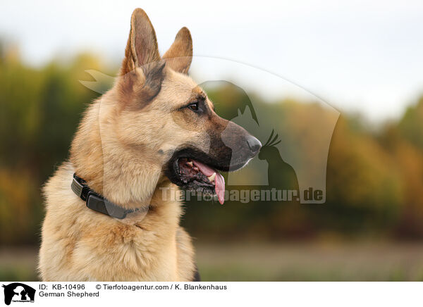 Deutscher Schferhund / German Shepherd / KB-10496