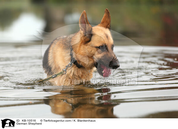 German Shepherd / KB-10516