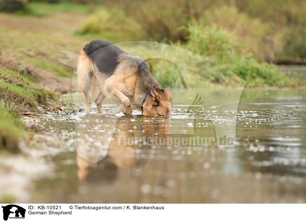 German Shepherd / KB-10521