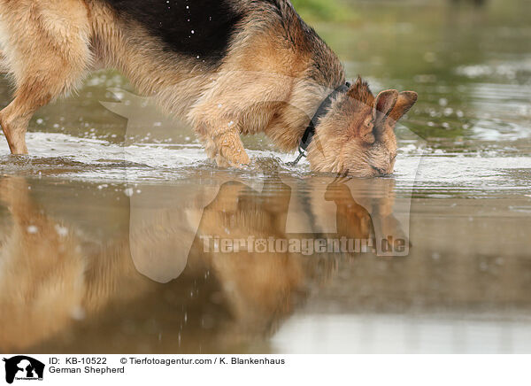German Shepherd / KB-10522