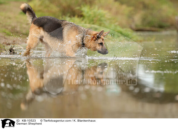 German Shepherd / KB-10523