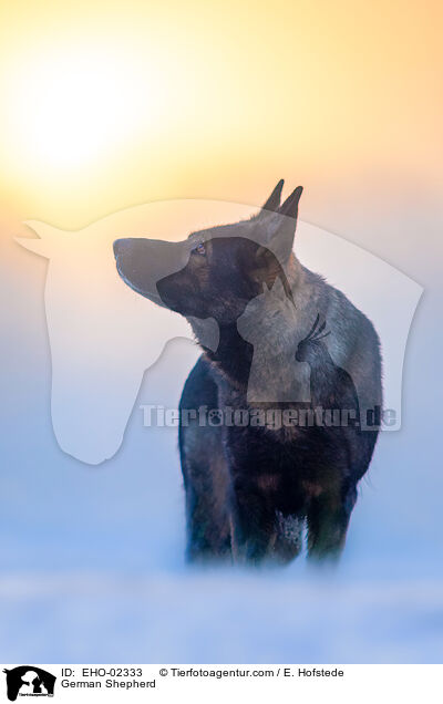 German Shepherd / EHO-02333