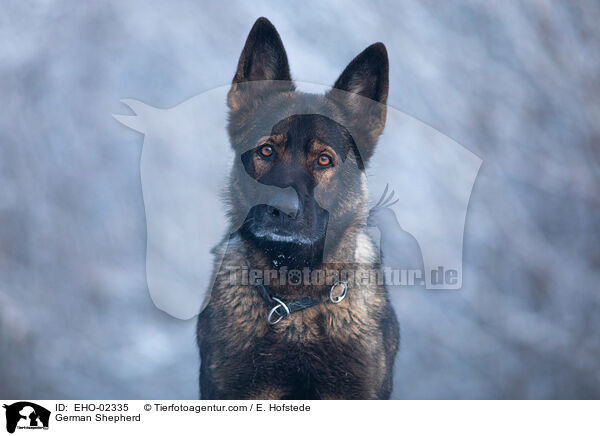 German Shepherd / EHO-02335