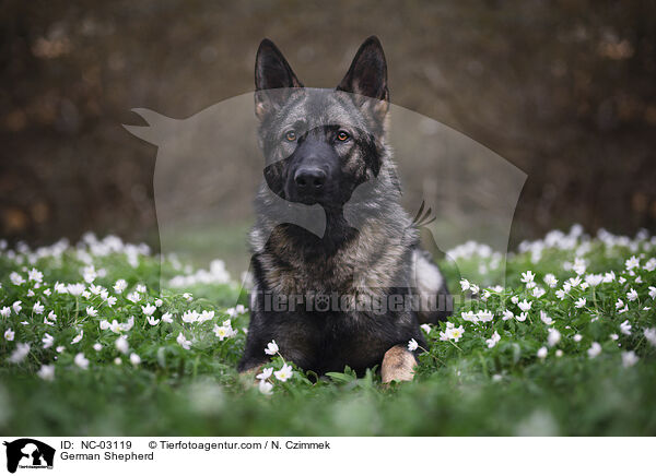 Deutscher Schferhund / German Shepherd / NC-03119