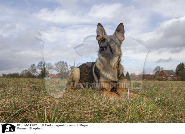 Deutscher Schferhund / German Shepherd / JM-14902