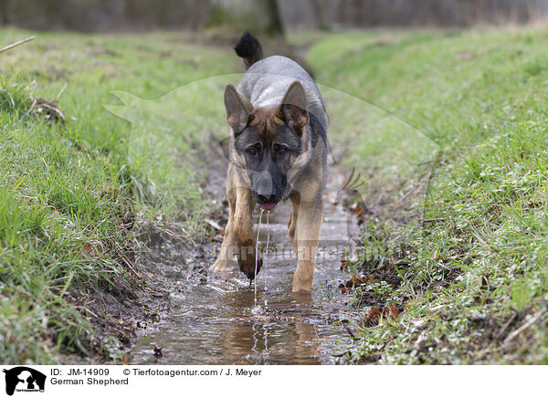 German Shepherd / JM-14909