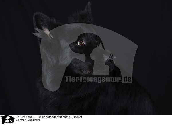Deutscher Schferhund / German Shepherd / JM-16589