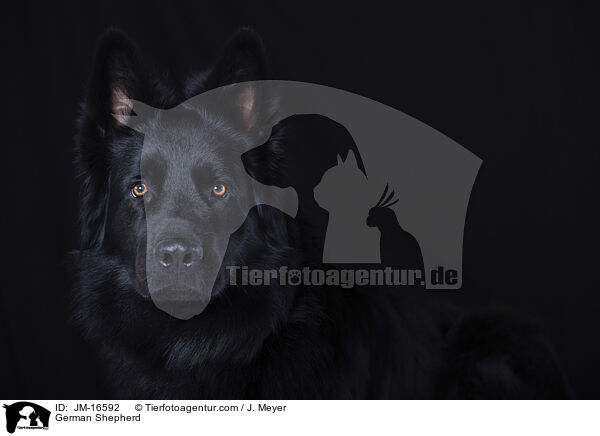 Deutscher Schferhund / German Shepherd / JM-16592