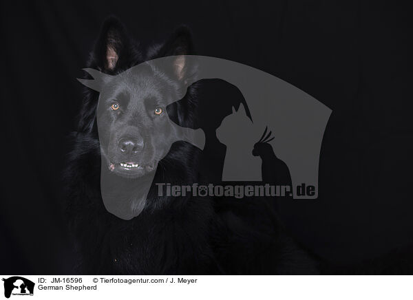 Deutscher Schferhund / German Shepherd / JM-16596