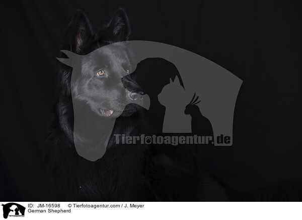 Deutscher Schferhund / German Shepherd / JM-16598