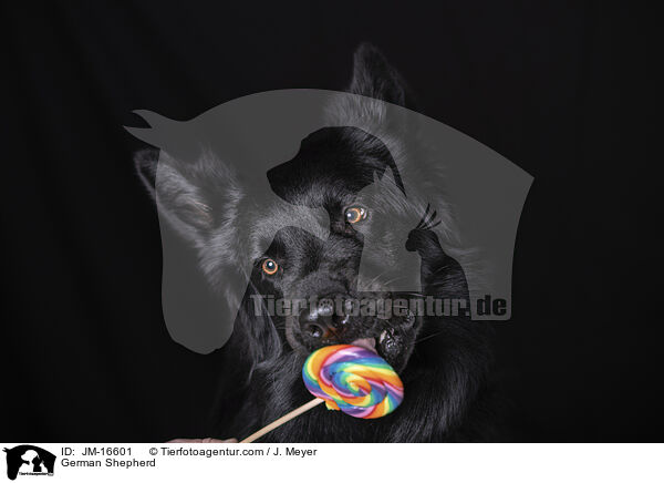 German Shepherd / JM-16601
