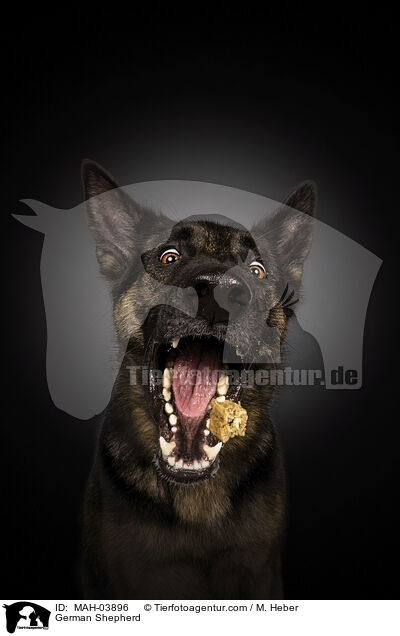 German Shepherd / MAH-03896