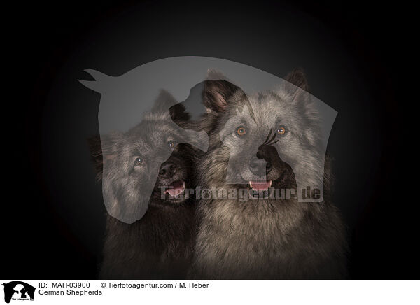 German Shepherds / MAH-03900