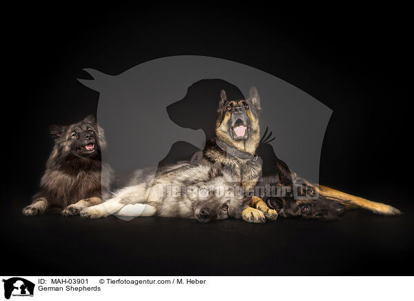German Shepherds / MAH-03901