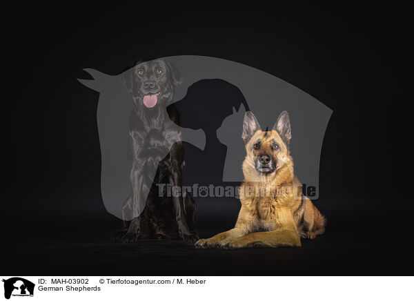 German Shepherds / MAH-03902