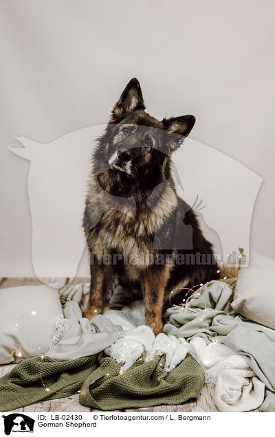German Shepherd / LB-02430