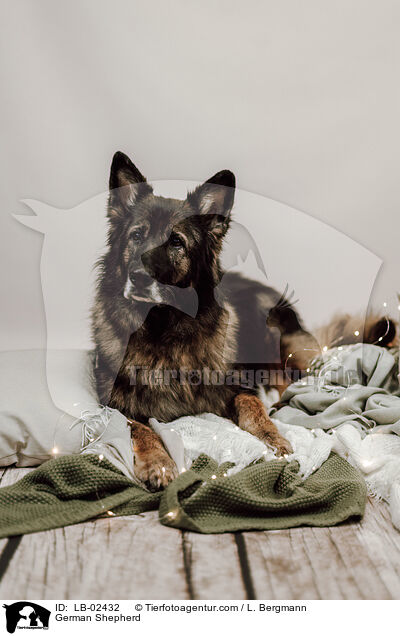 German Shepherd / LB-02432